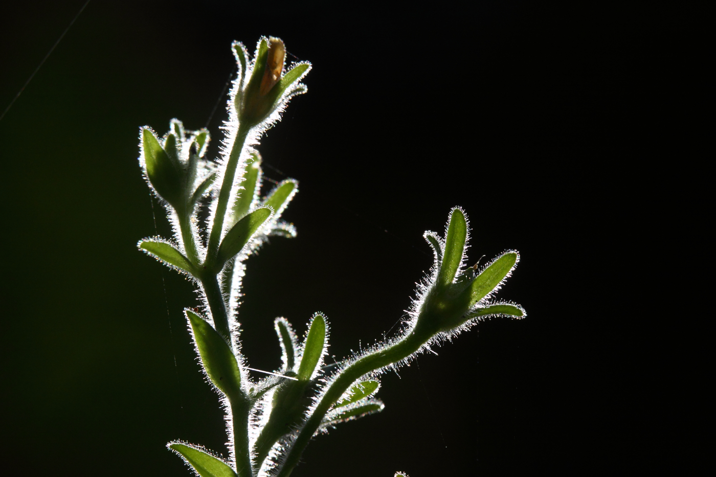2015 08 07 HTP 0004